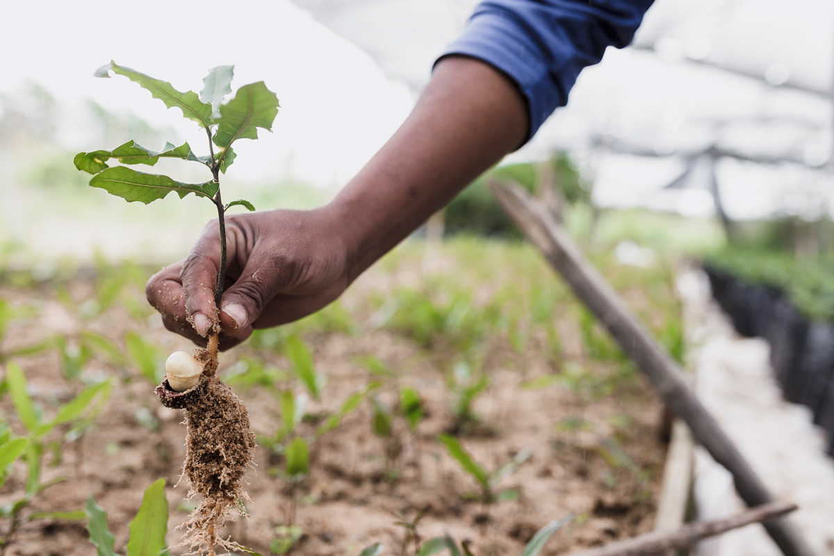 Planting Tree Sapling