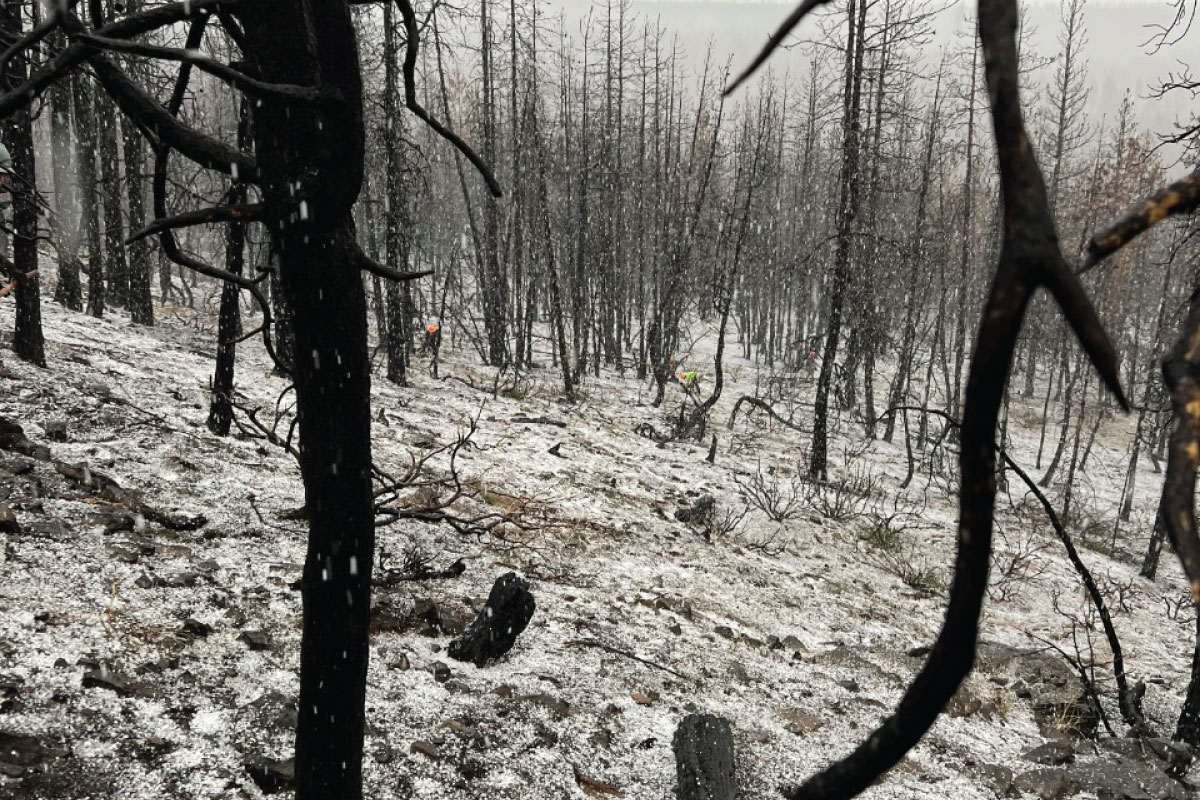 Burnt trees in Snowy Landscape