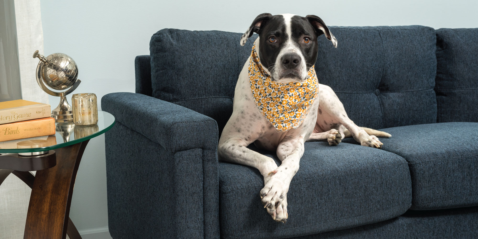 Dog on sofa