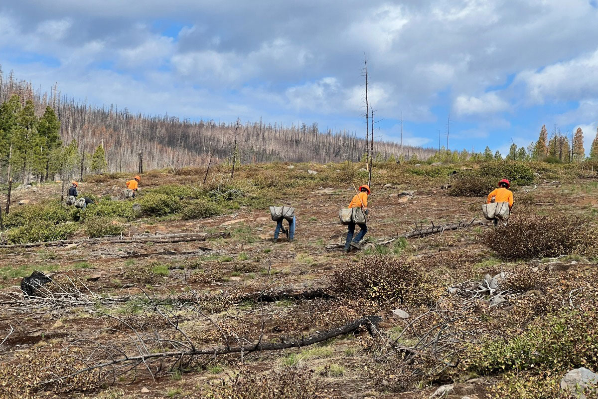 People Planting Trees in the Bootleg Fire burn scar area